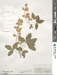 Laburnum alpinum image