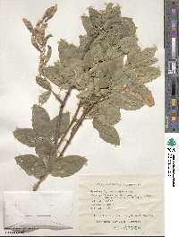 Laburnum alpinum image