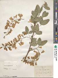 Laburnum anagyroides image