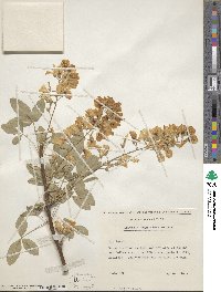 Laburnum anagyroides image