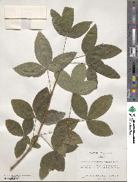 Laburnum anagyroides image