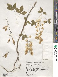 Laburnum alpinum image