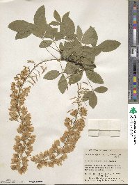 Laburnum alpinum image