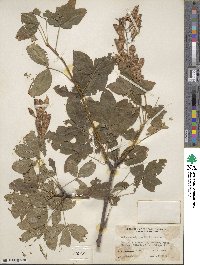 Laburnum alpinum image