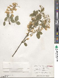 Laburnum alpinum image