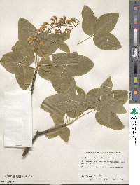 Laburnum alpinum image