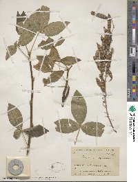 Laburnum alpinum image