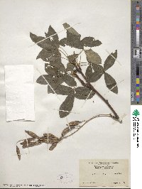 Laburnum alpinum image