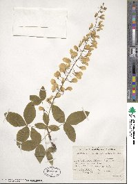 Laburnum alpinum image