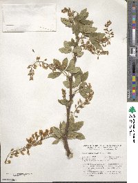 Laburnum alpinum image