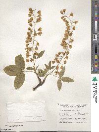 Laburnum alpinum image