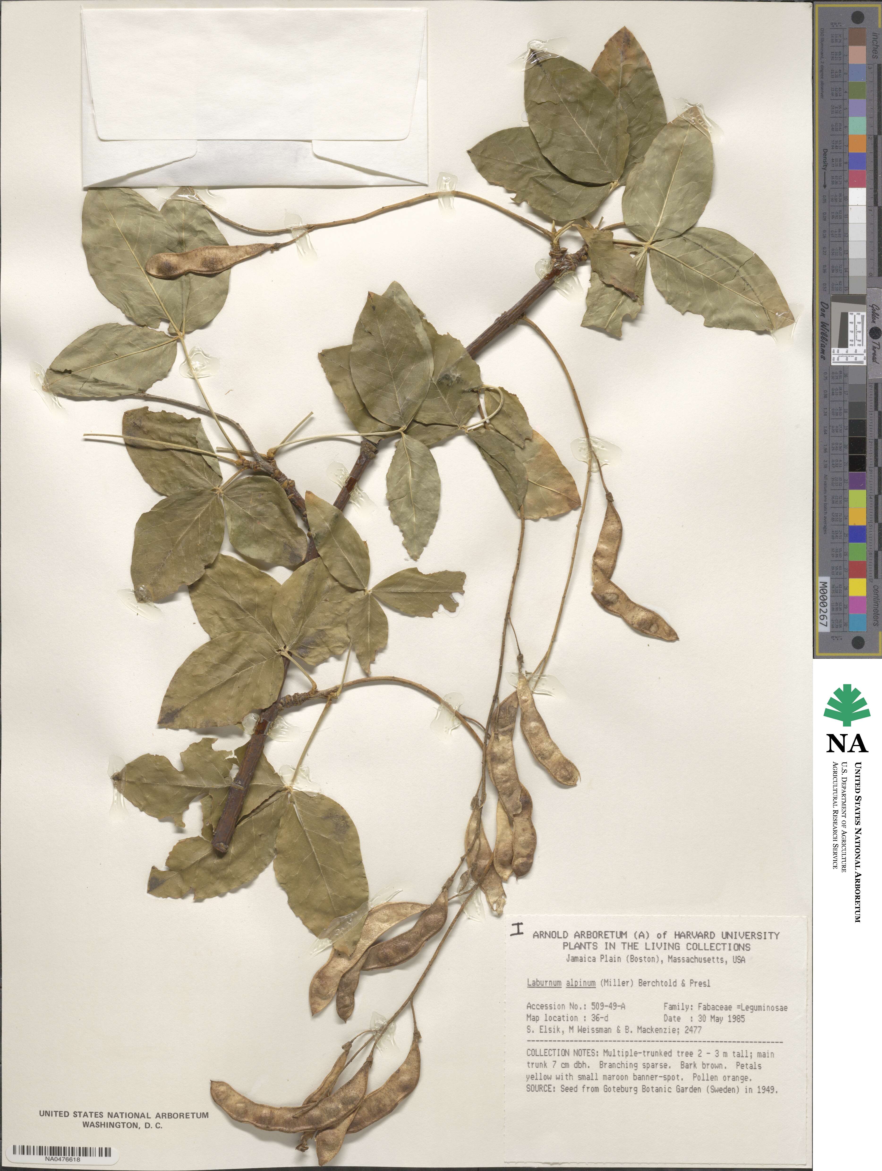 Laburnum alpinum image