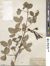 Laburnum anagyroides image