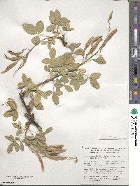 Laburnum anagyroides image