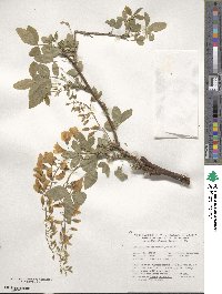 Laburnum anagyroides image