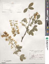 Laburnum anagyroides image