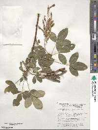 Laburnum anagyroides image