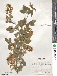 Laburnum anagyroides image