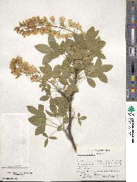 Laburnum anagyroides image