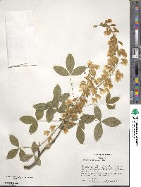 Laburnum anagyroides image