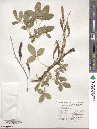 Laburnum anagyroides image