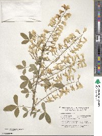 Laburnum anagyroides image