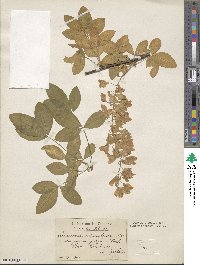 Laburnum anagyroides image