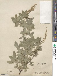 Laburnum anagyroides image