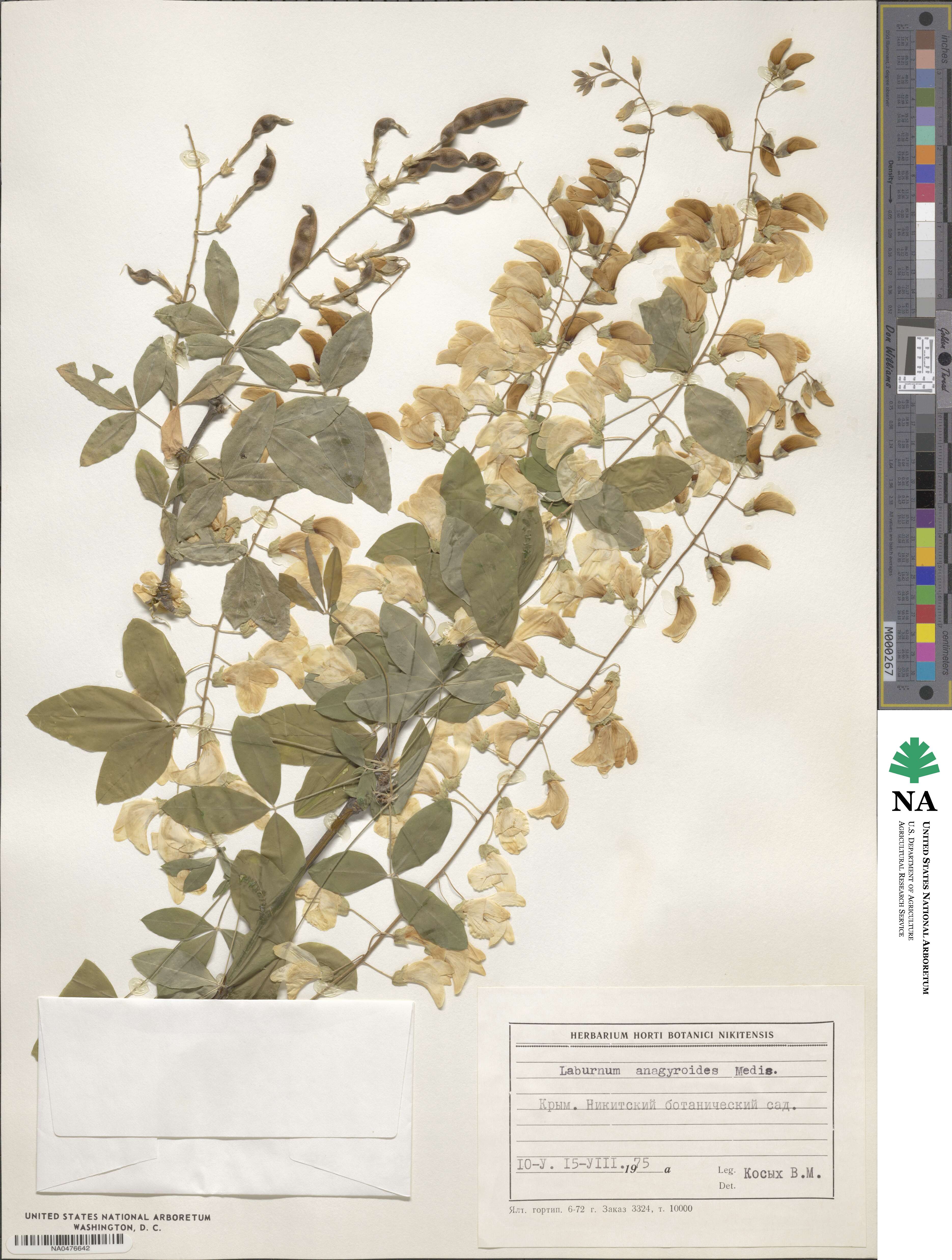 Laburnum anagyroides image