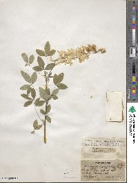 Laburnum anagyroides image