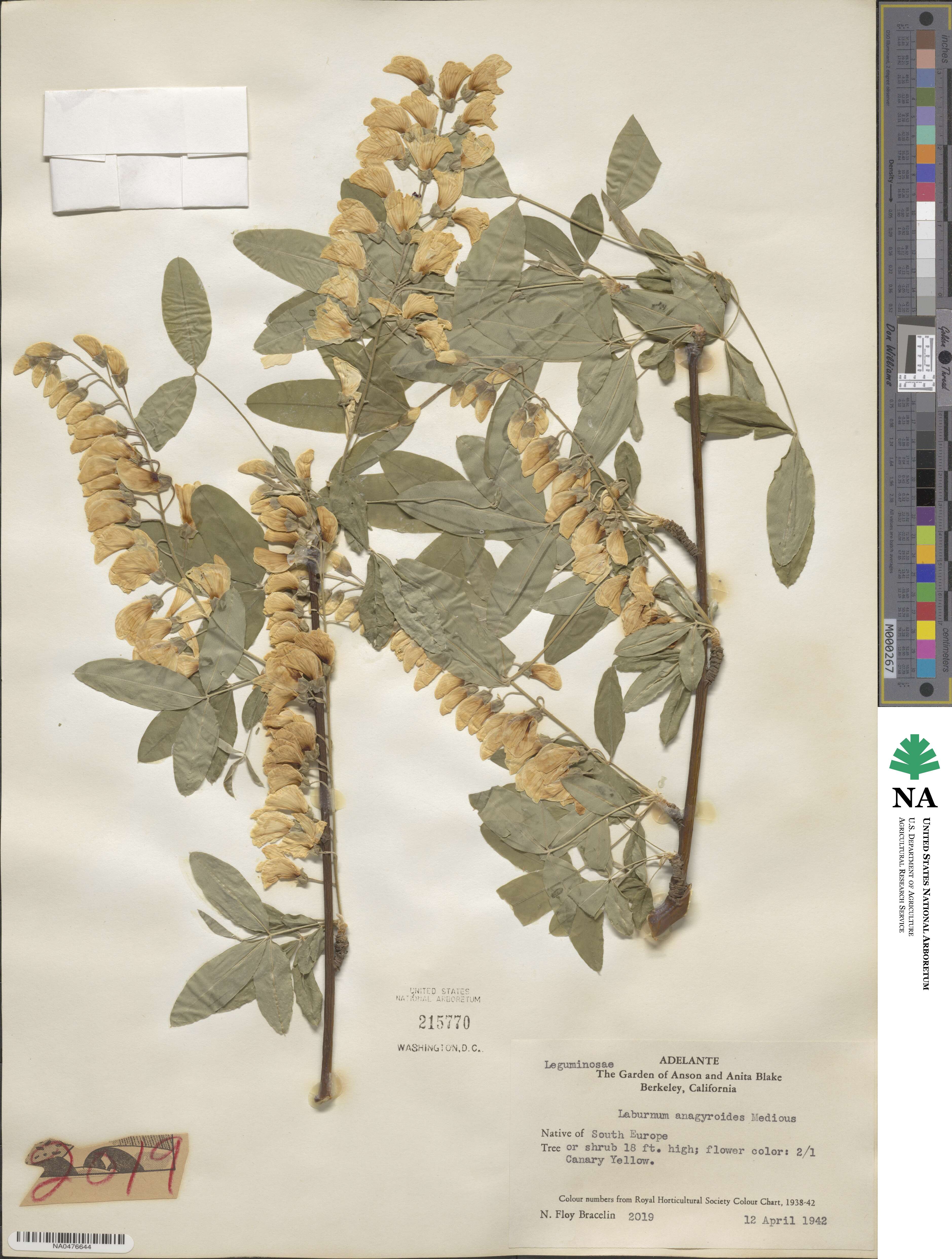 Laburnum anagyroides image