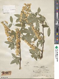 Laburnum anagyroides image