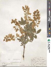 Laburnum anagyroides image