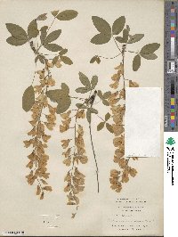 Laburnum anagyroides image