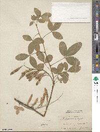 Laburnum anagyroides image