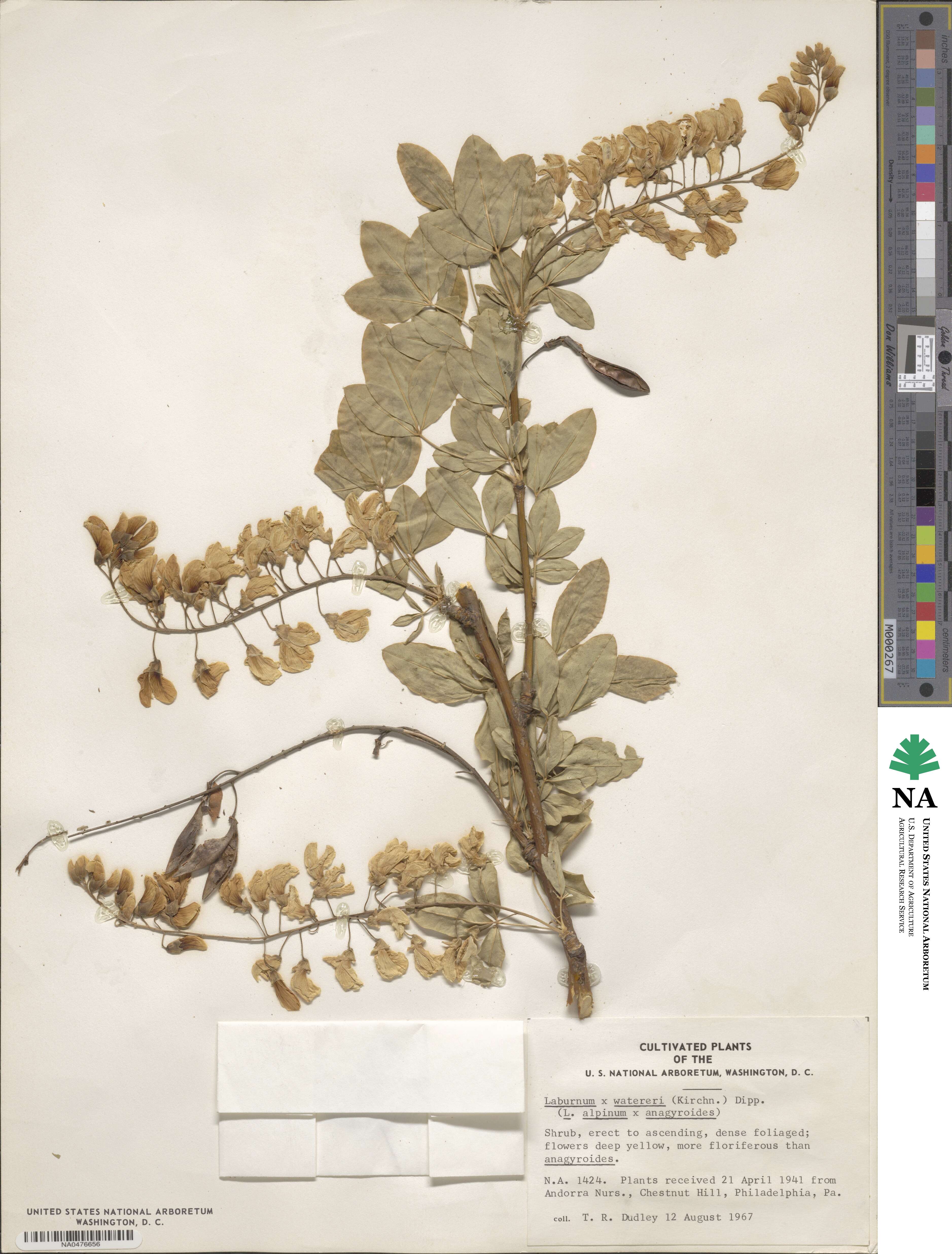 Laburnum image