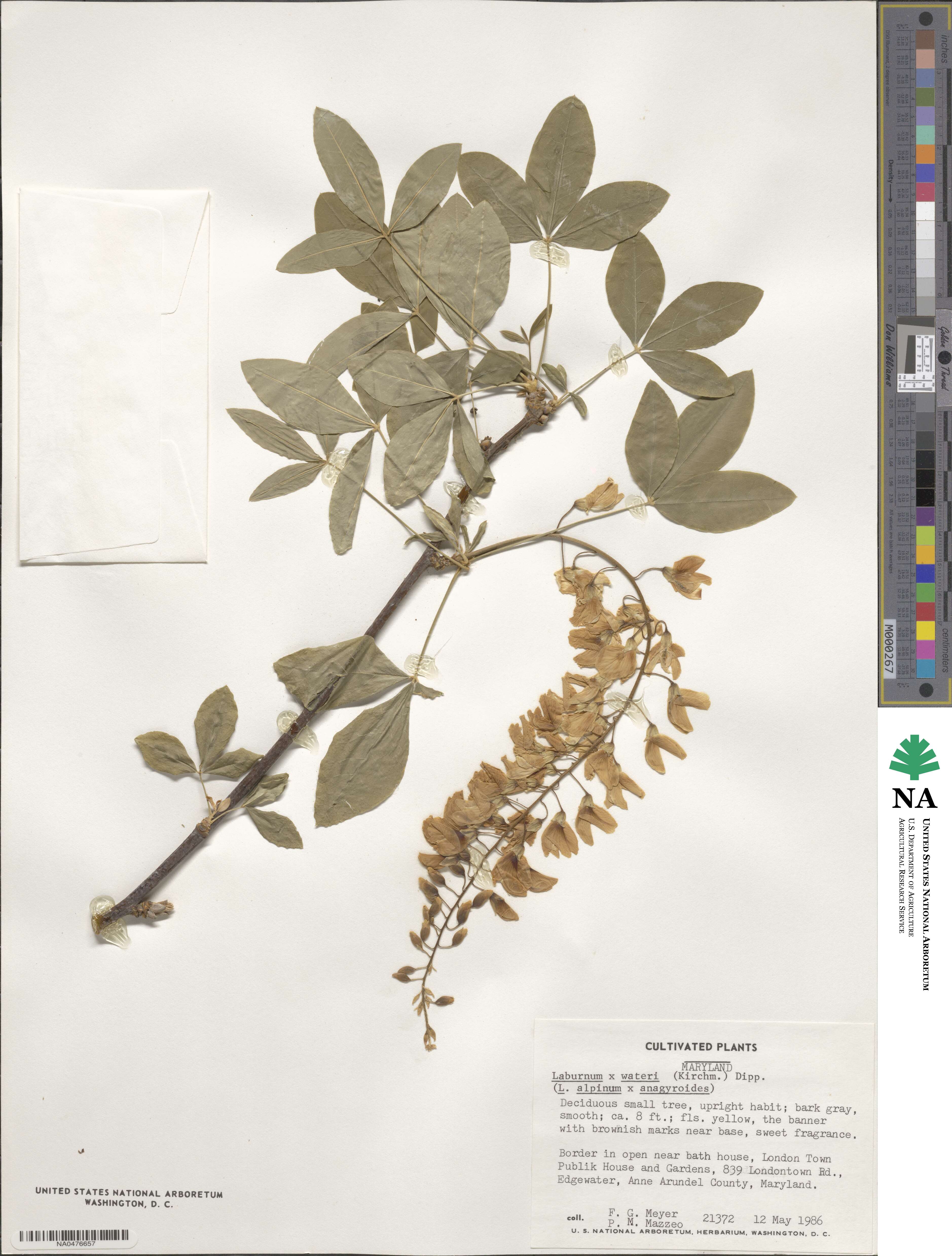 Laburnum × watereri image