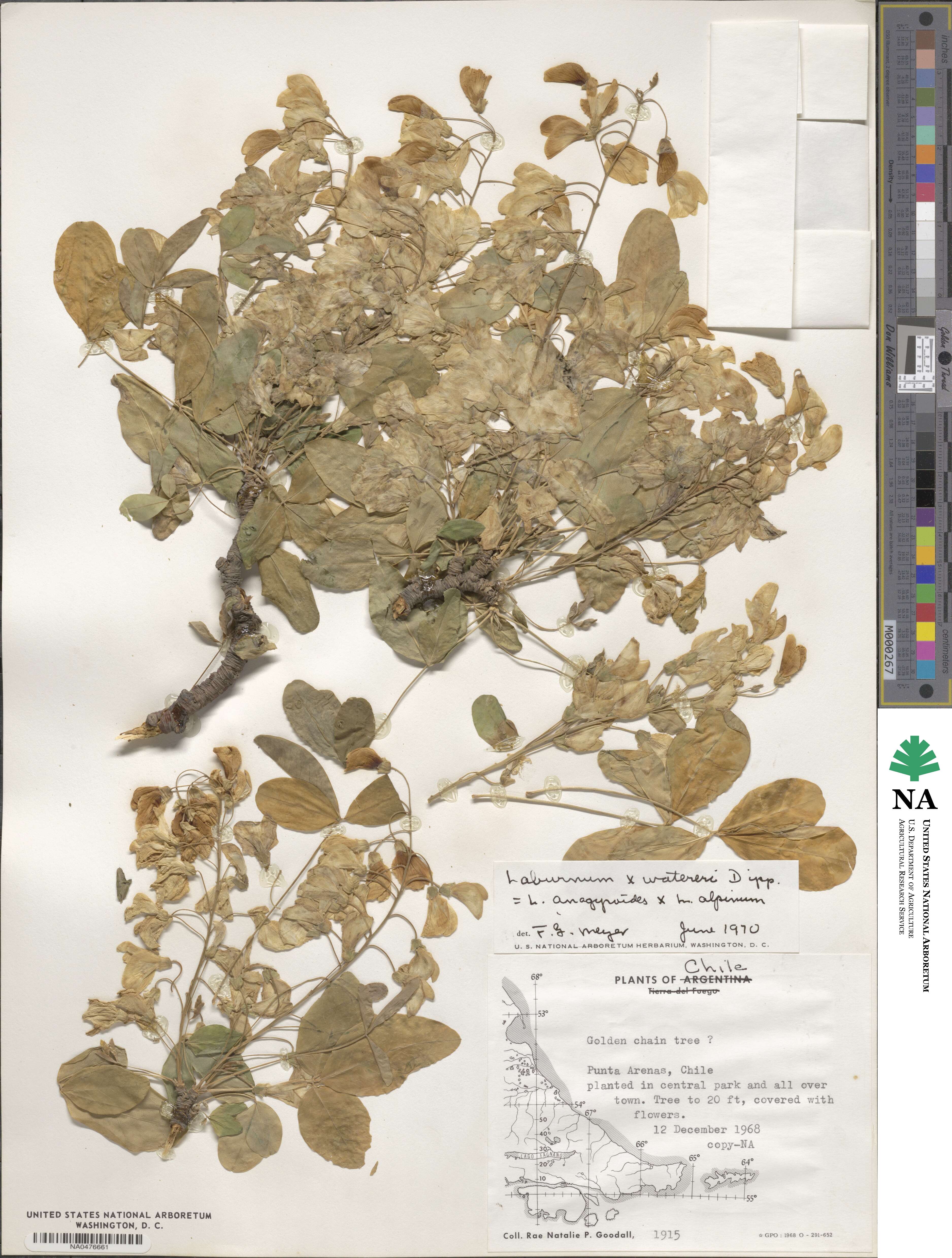 Laburnum image