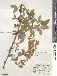 Laburnocytisus adami image