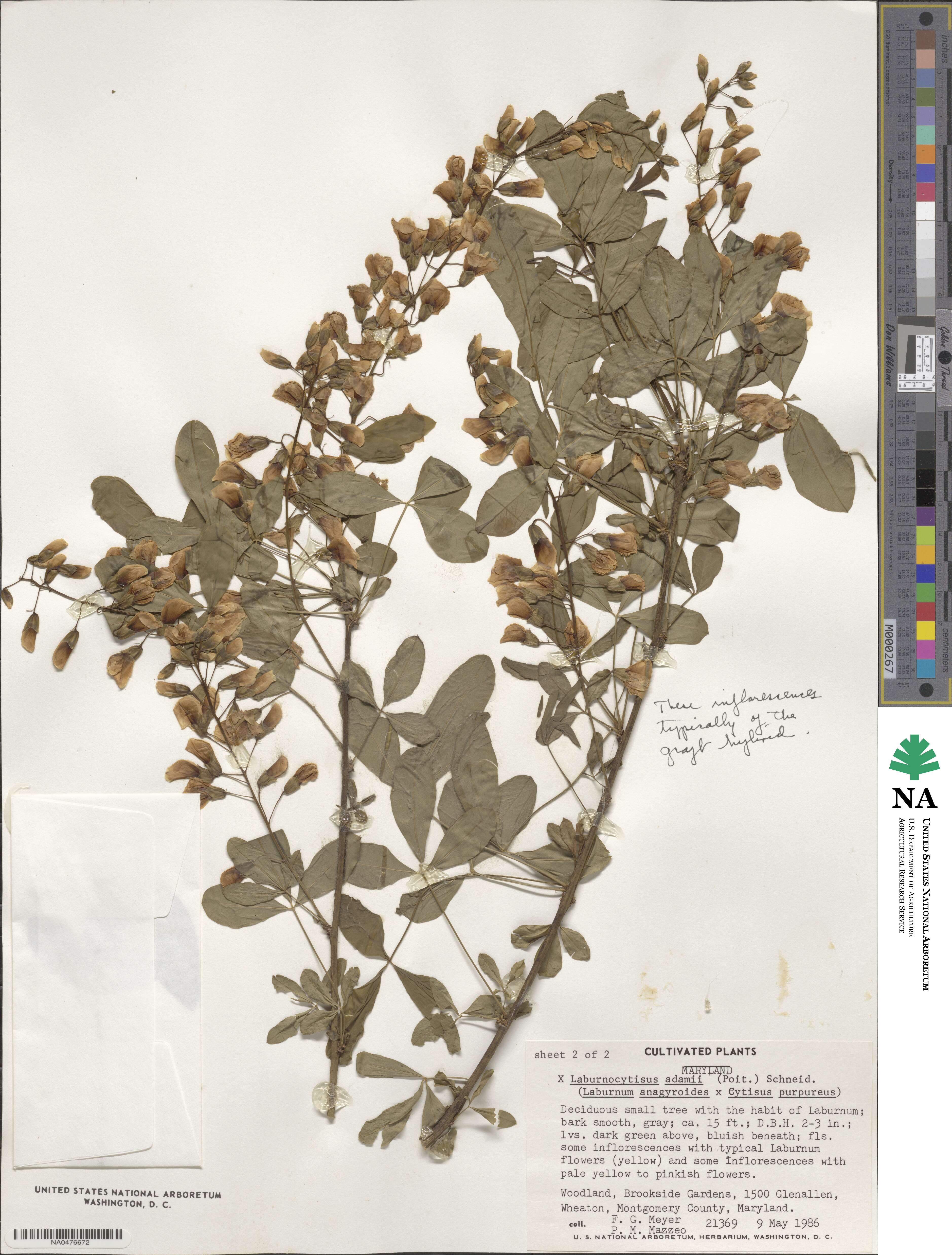 Laburnocytisus adami image