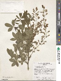 Laburnocytisus adami image