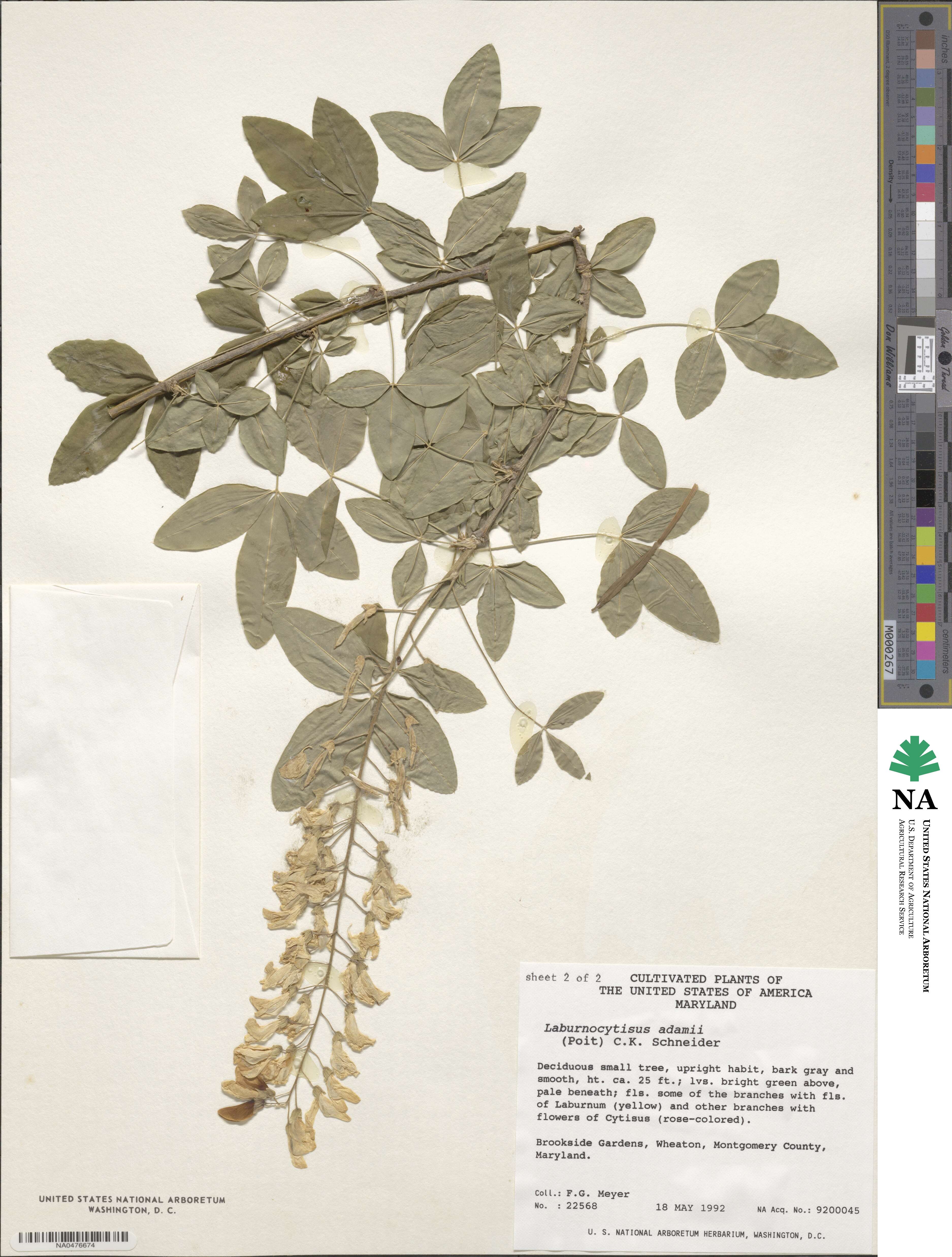 Laburnocytisus adami image