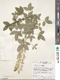 Laburnocytisus adami image