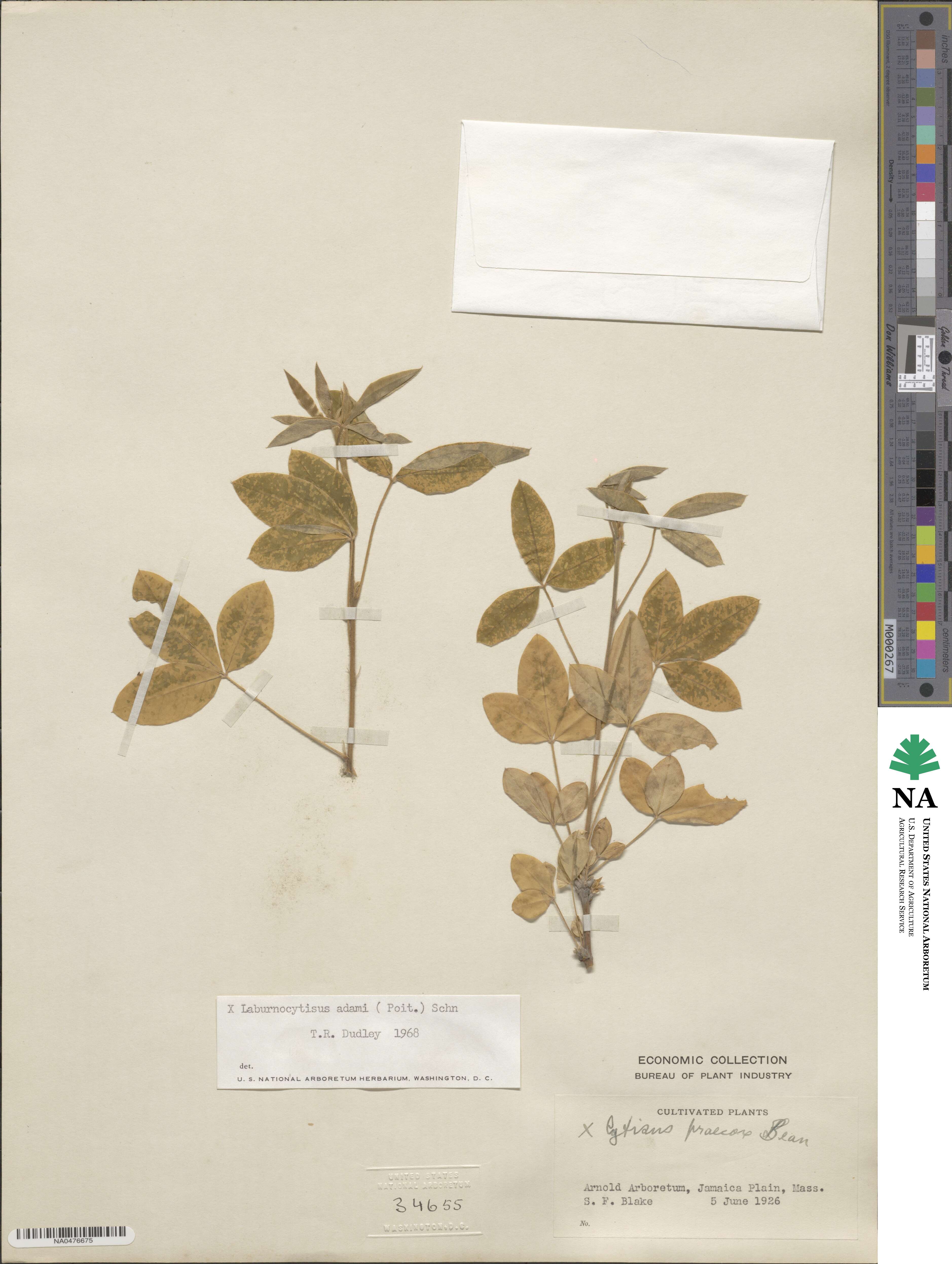 × Laburnocytisus image