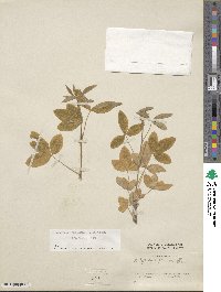 Laburnocytisus adami image