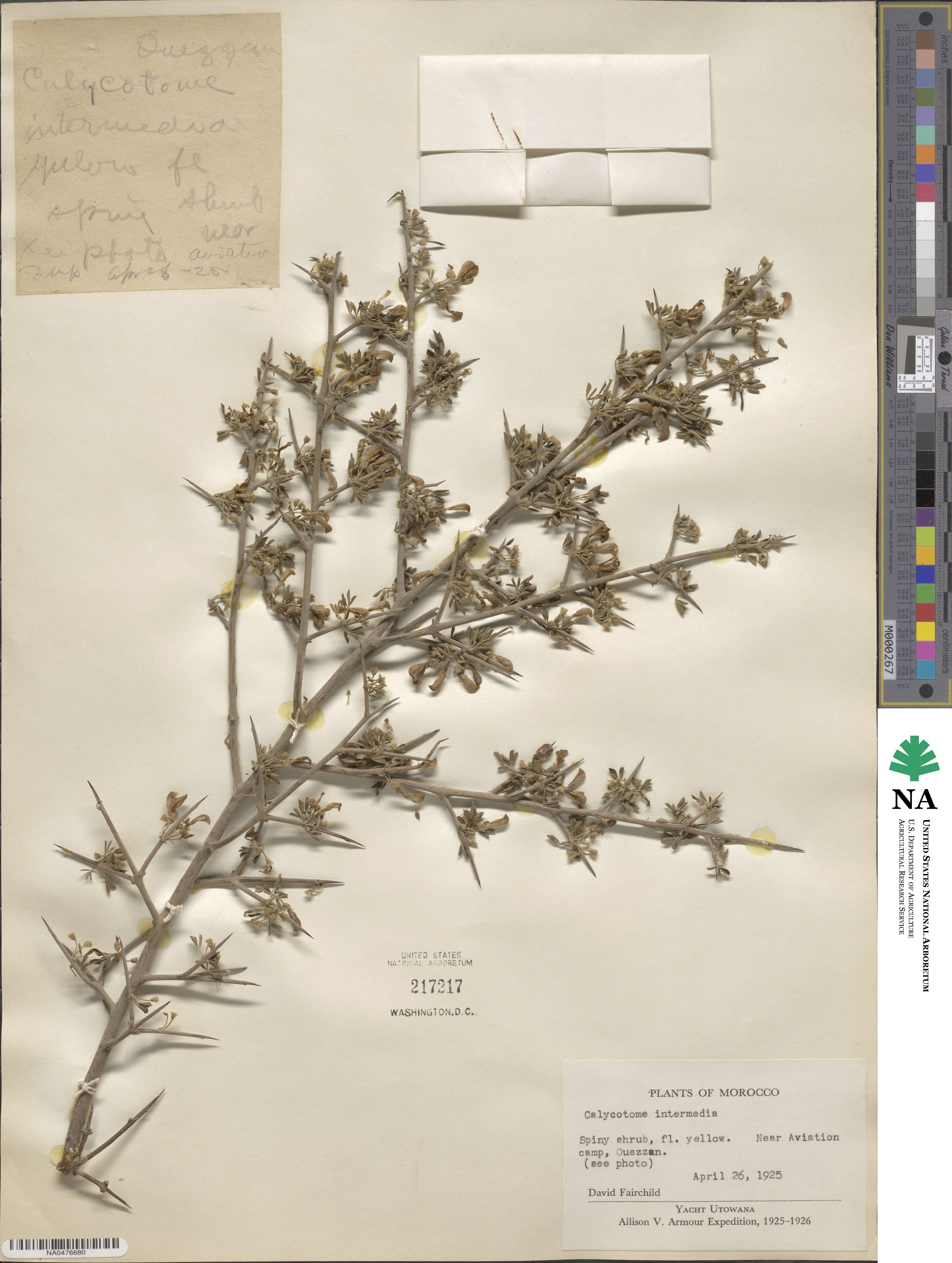 Calycotome image