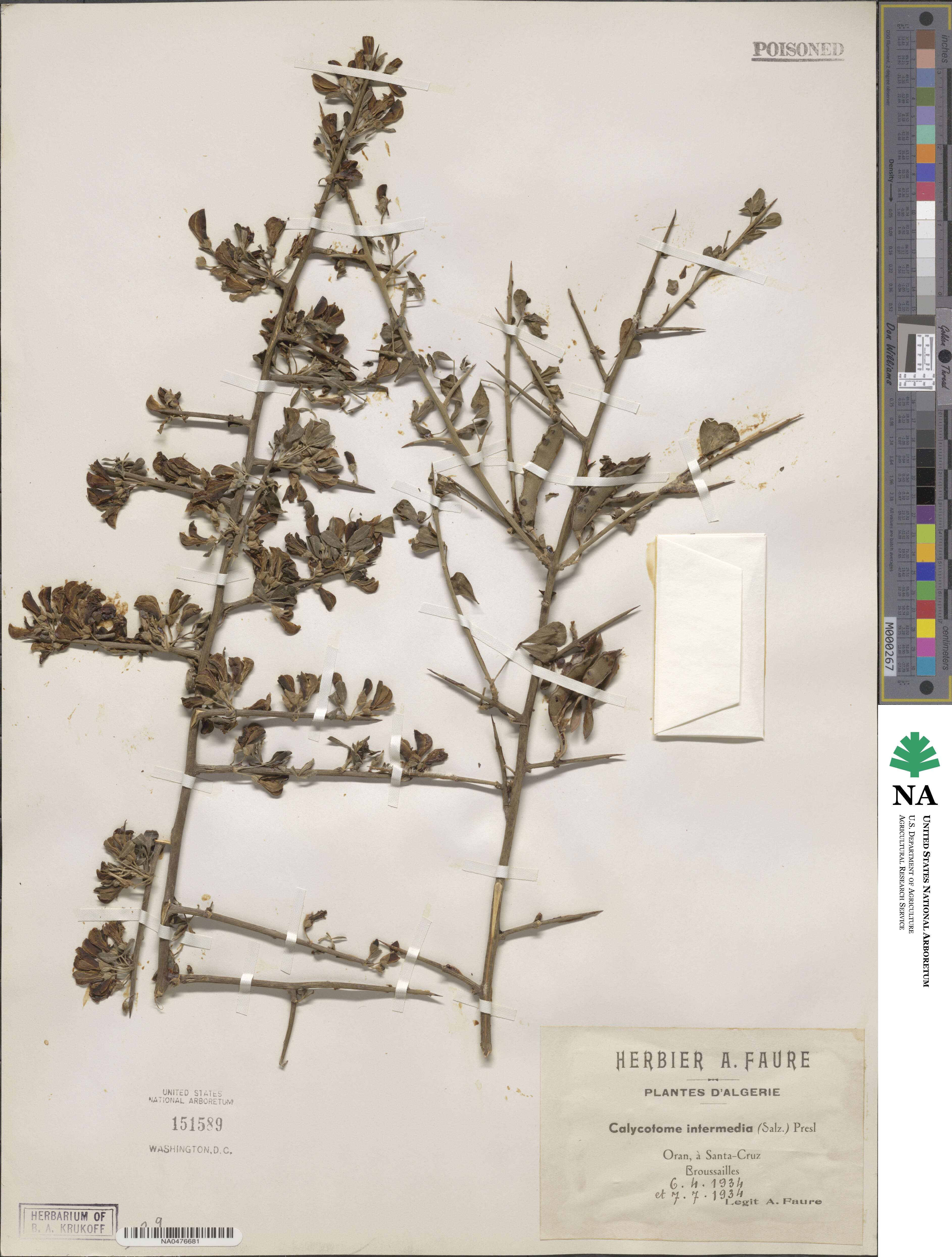 Calycotome intermedia image