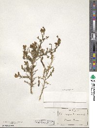 Adenocarpus telonensis image