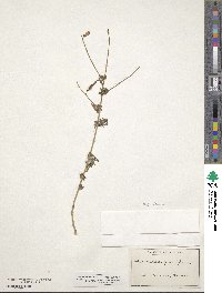 Adenocarpus complicatus image