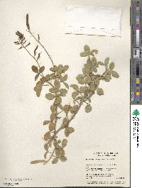 Adenocarpus anagyrifolius image